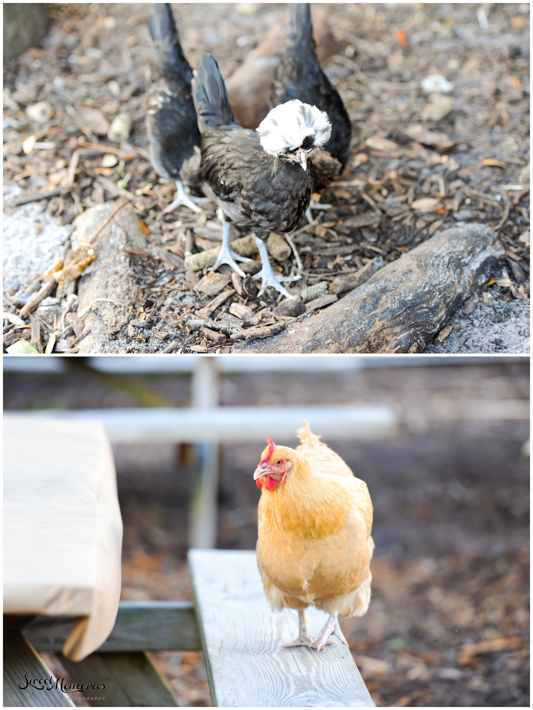 Regina's Farm Wedding | Fort Lauderdale Photographer