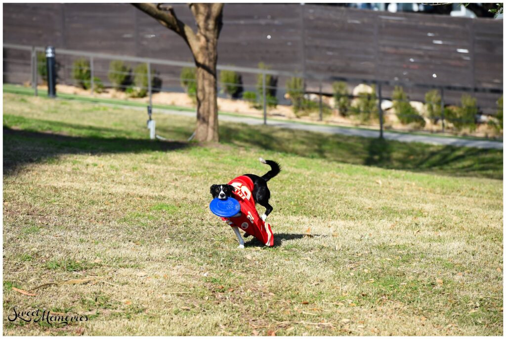 Molly loves her frisbee time!