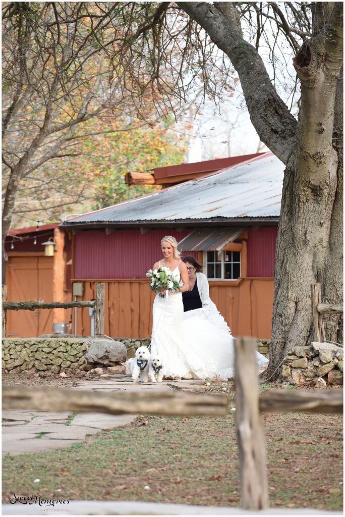 The bride walking down the aisle with her dogs.