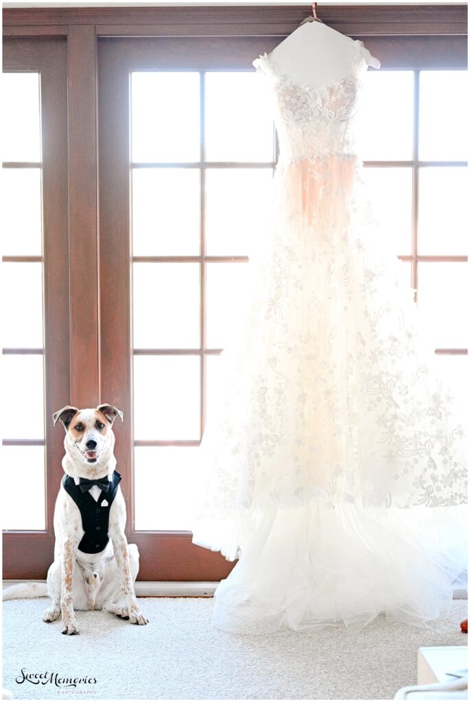 Galia Lahav bridal gown with dog