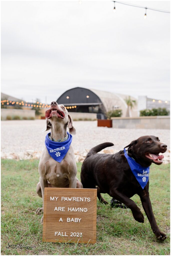 Camino Real Ranch session | Austin TX photographer