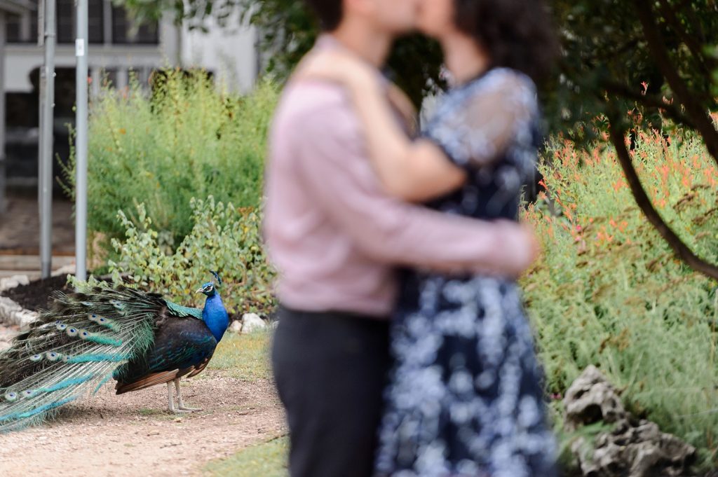 A peacock at Mayfield Park watching an engaged couple kiss.