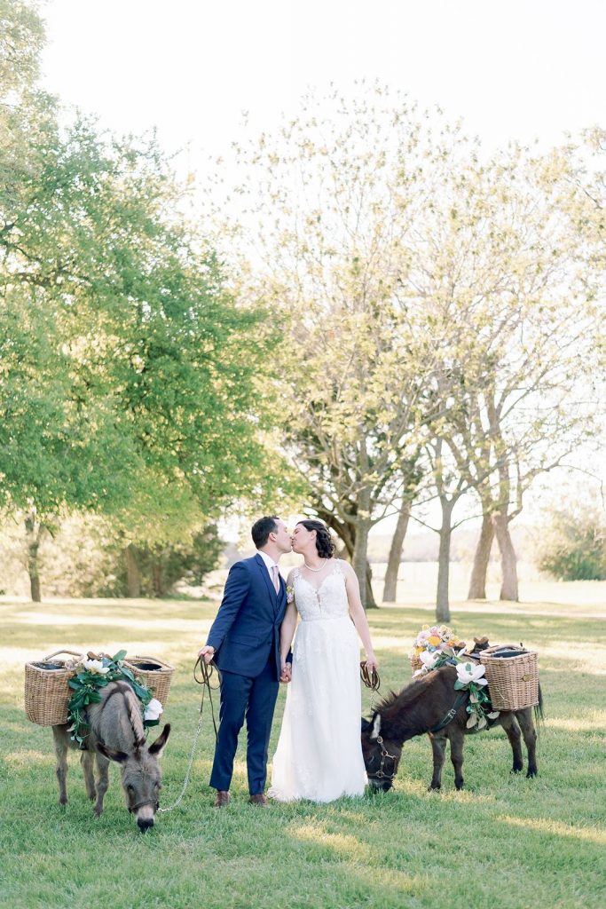 Newlyweds kissing while holding reins to two donkeys with drink baskets at Pecan Springs Ranch wedding venue.